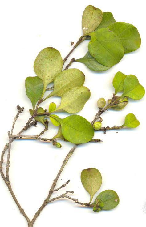 Mamangi .